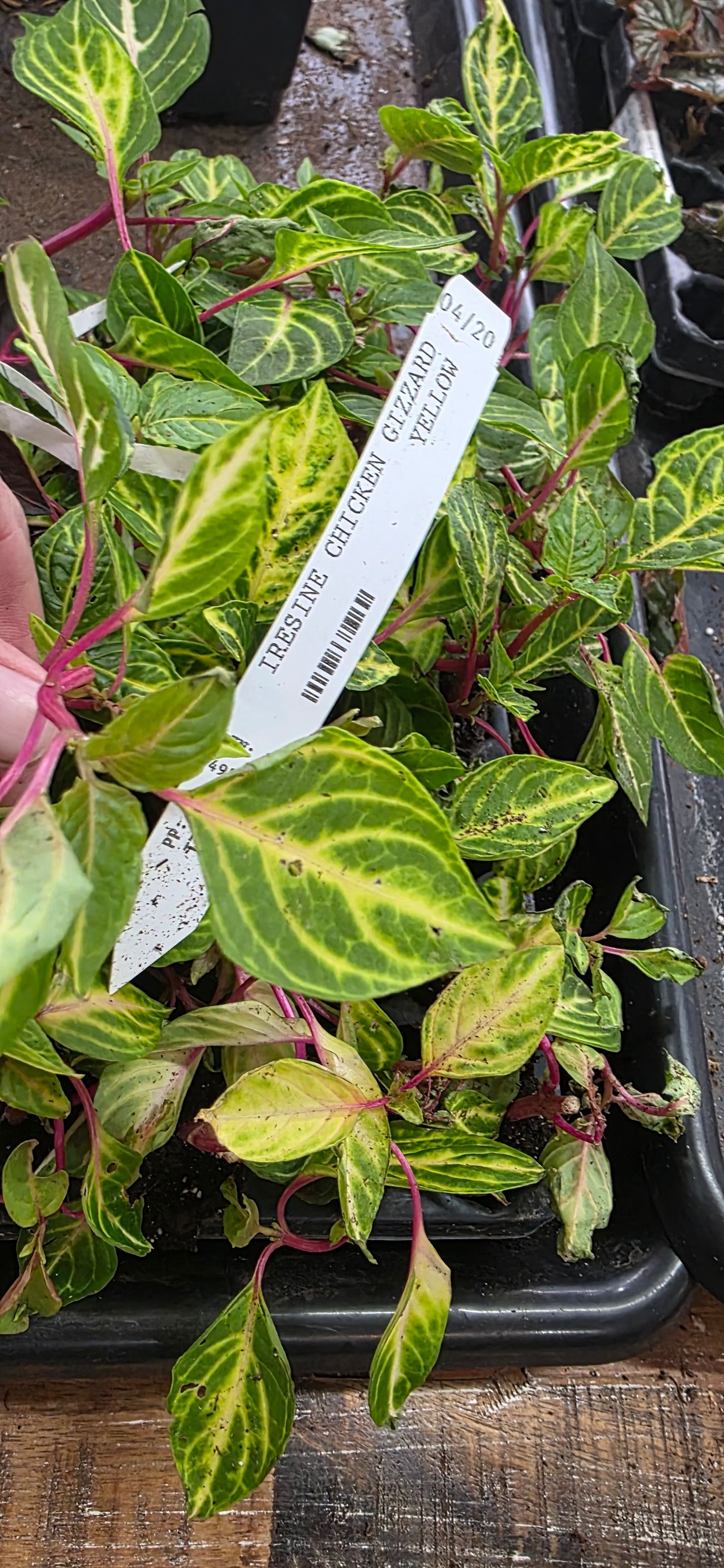 Lysine Chicken Gizzard Yellow Rooted Starter Plant