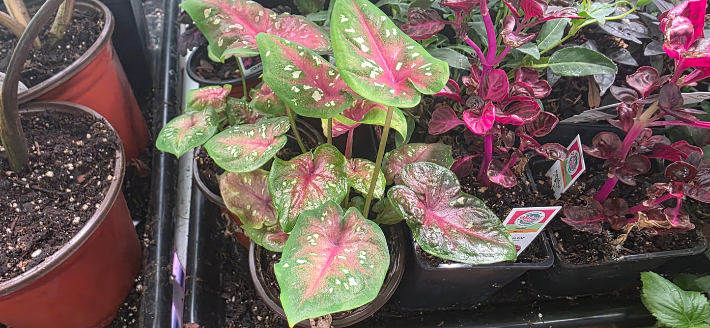 Bi Color "Camilla"  Caladium