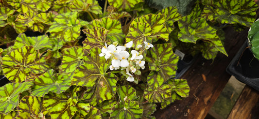 ZUMBA REX BEGONIA