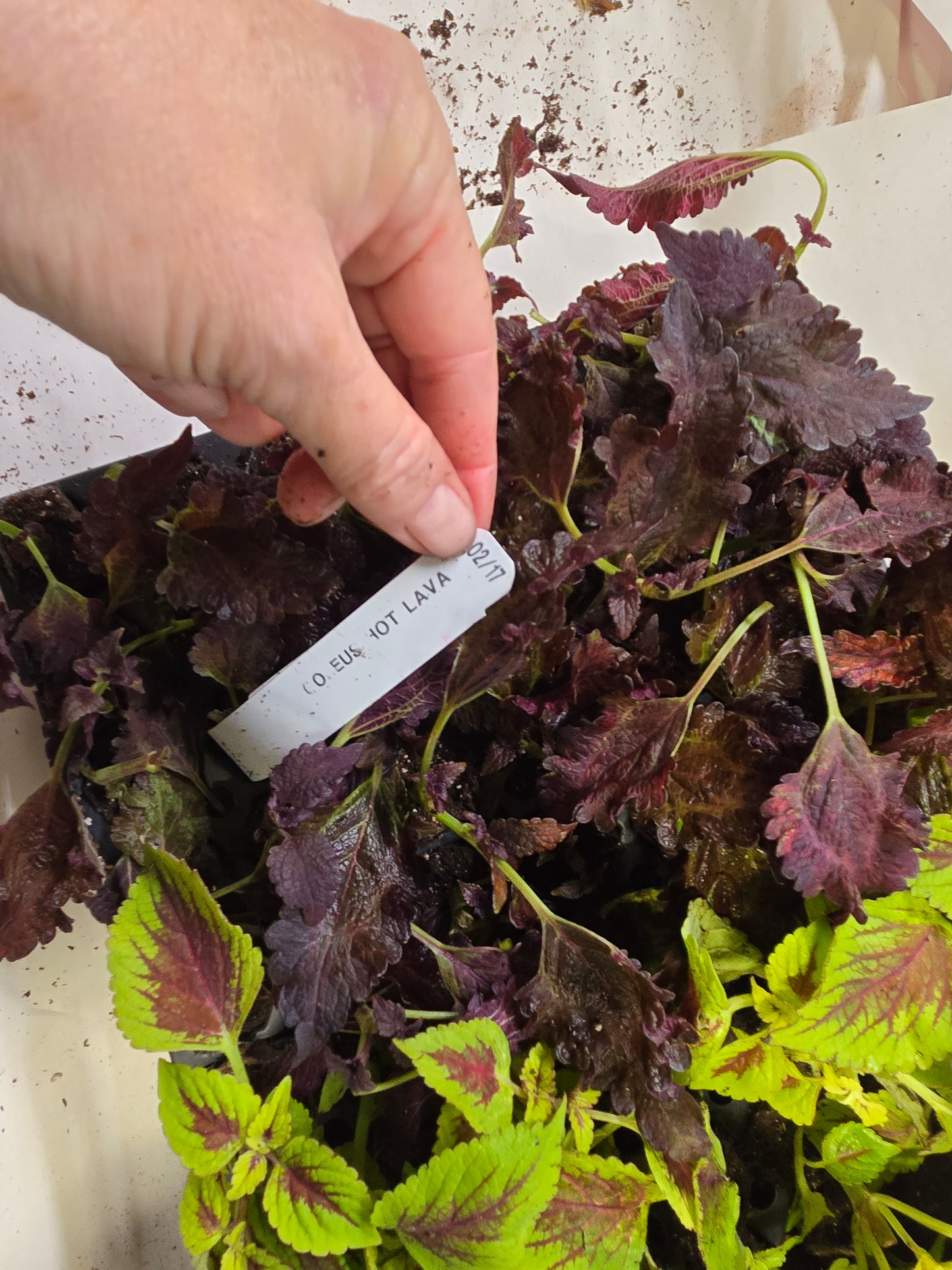 Coleus "MEANDERING LINDA" live plant