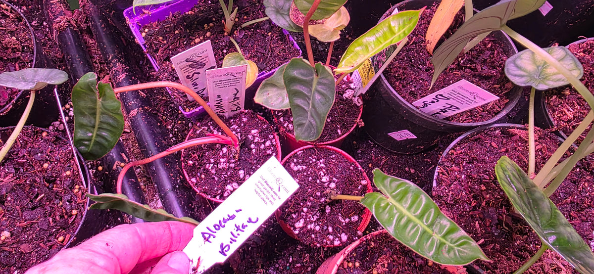 Philodendron Billietiae (Billie)