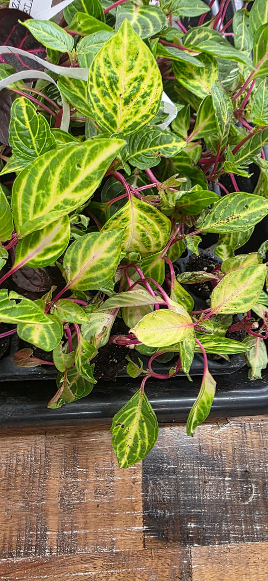 Lysine Chicken Gizzard Yellow Rooted Starter Plant