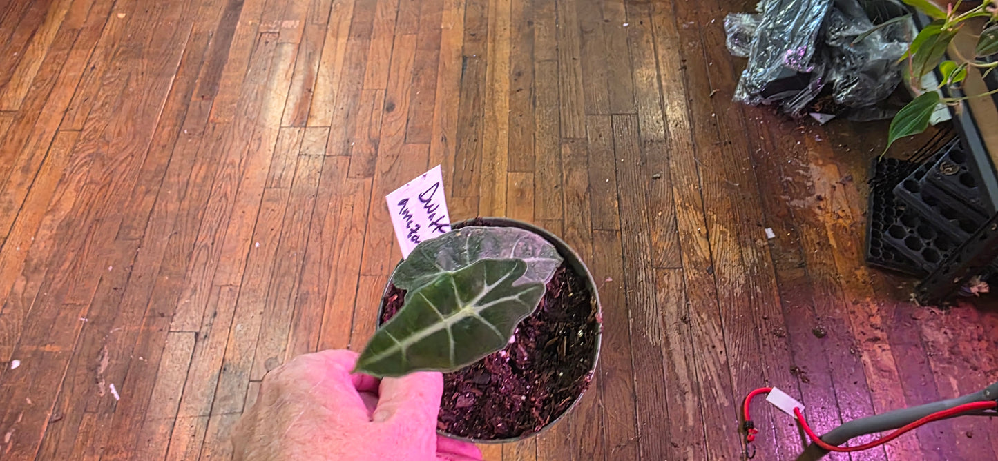Alocasia Dwarf Amazonica