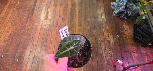 Alocasia Dwarf Amazonica