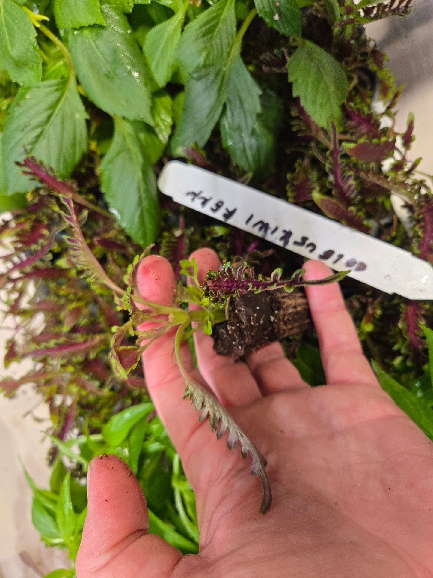 Coleus "PAT MARTIN" live plant