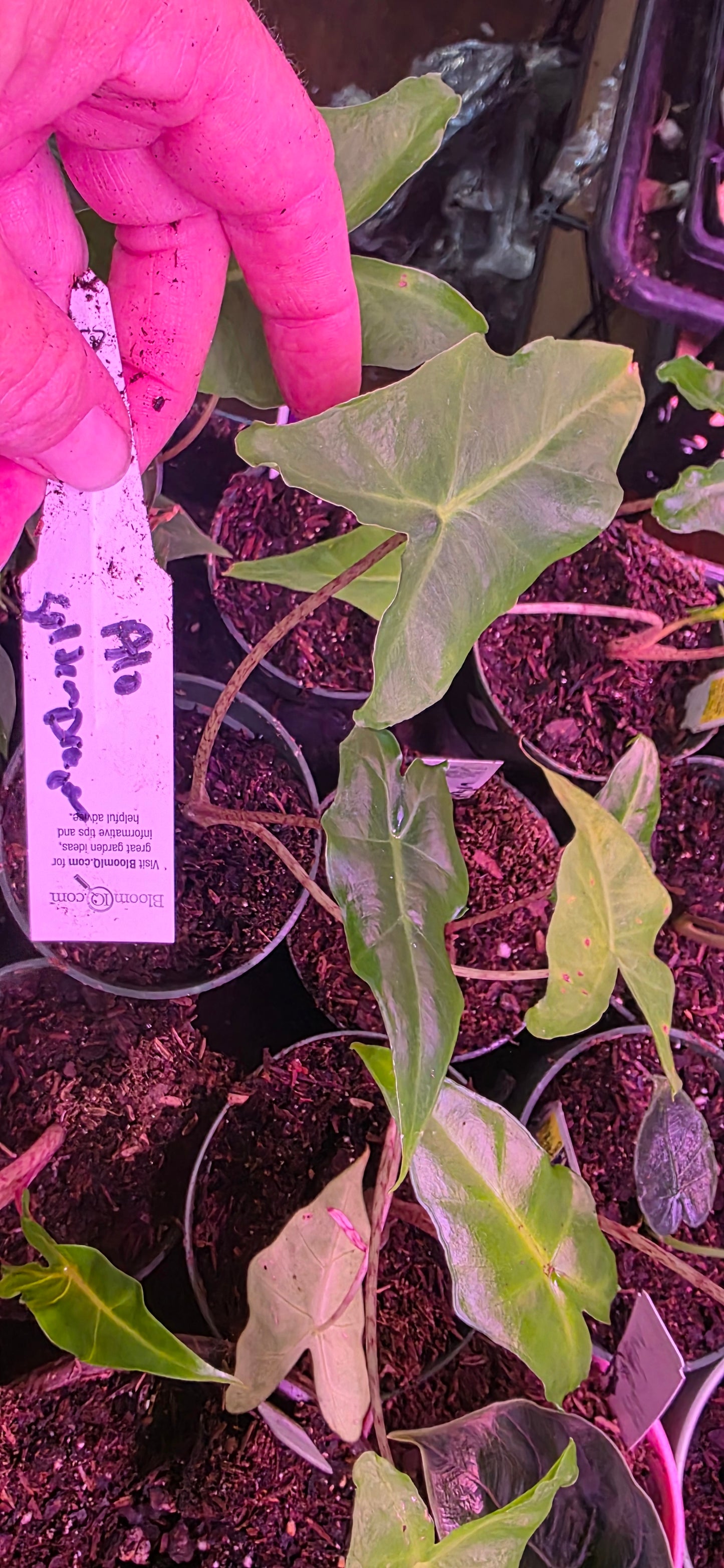 Alocasia Golden Dragon