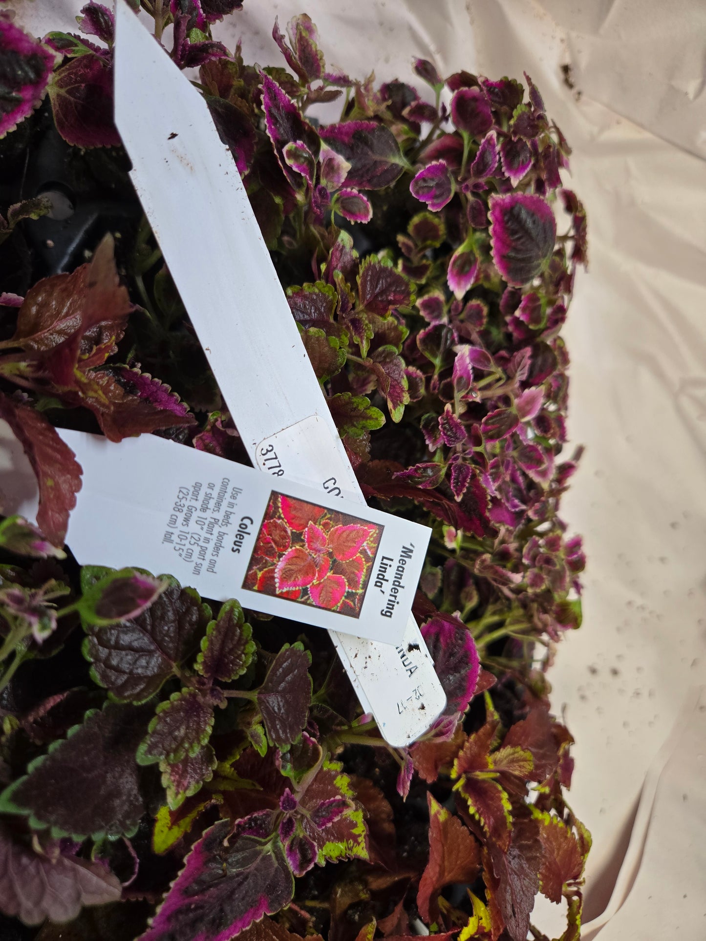 Coleus "PAT MARTIN" live plant