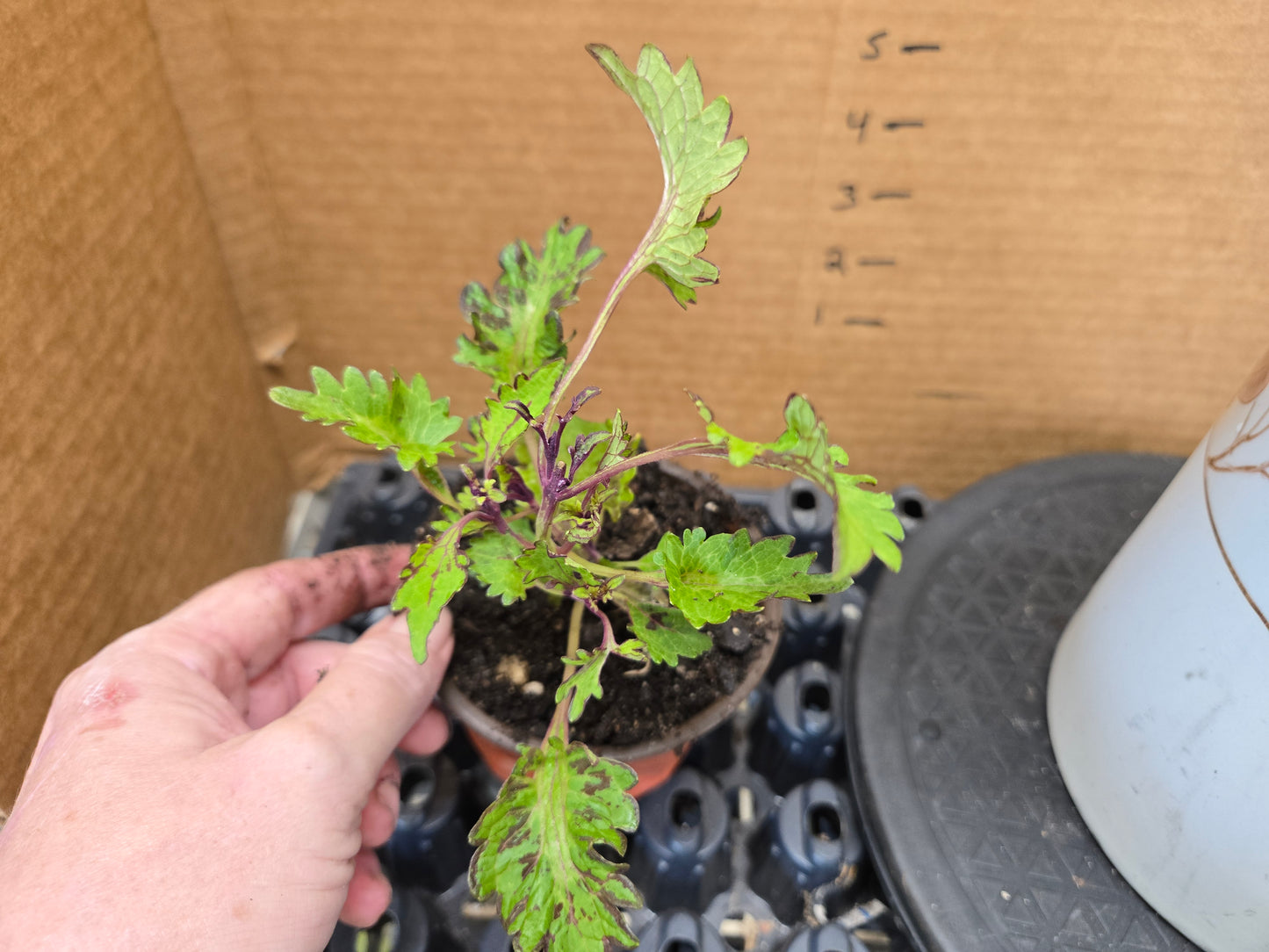 Coleus "KINGWOOD KARNIVAL " live plant