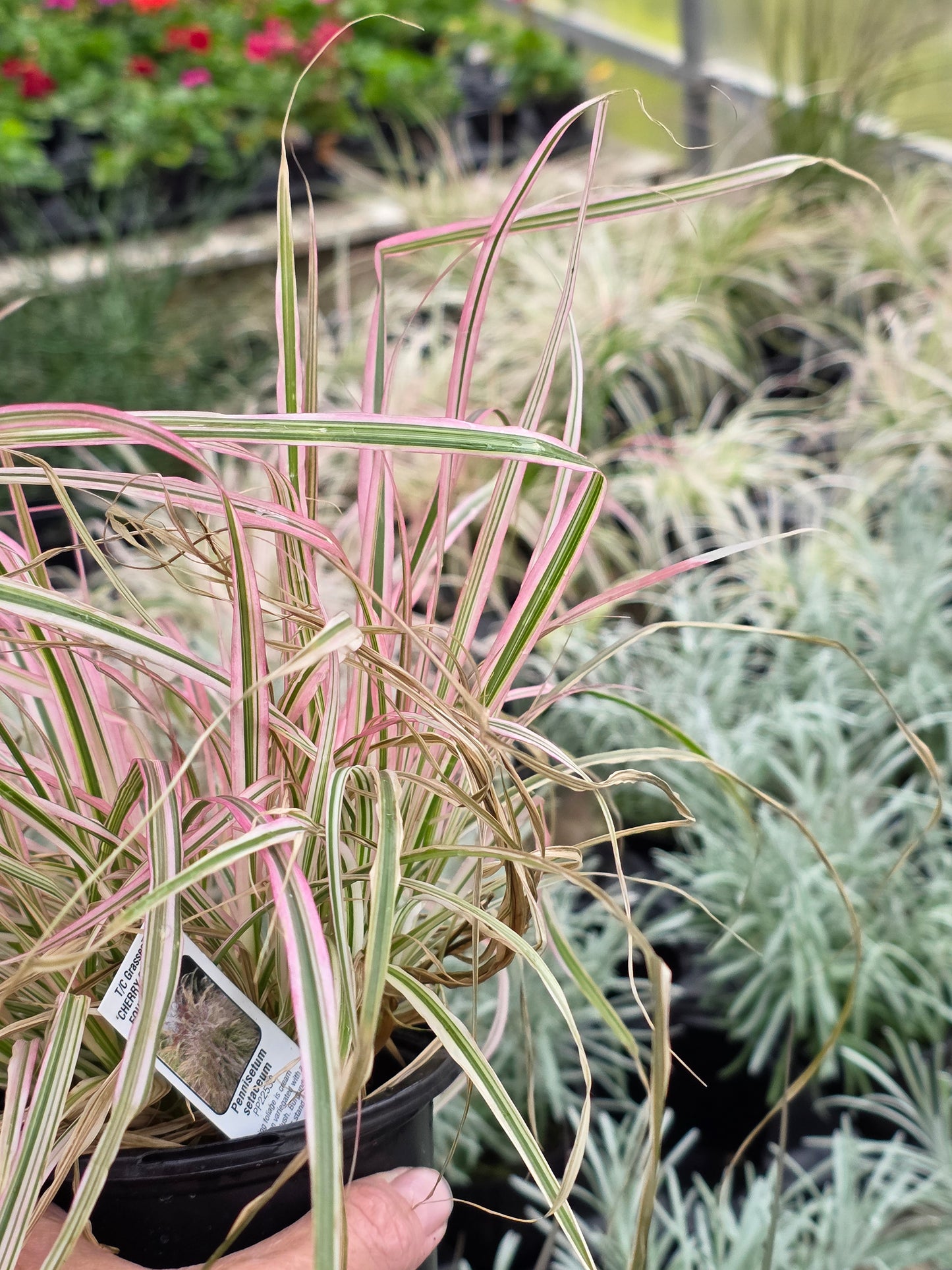 Fountain Grass 'CHERRY SPARKLER '