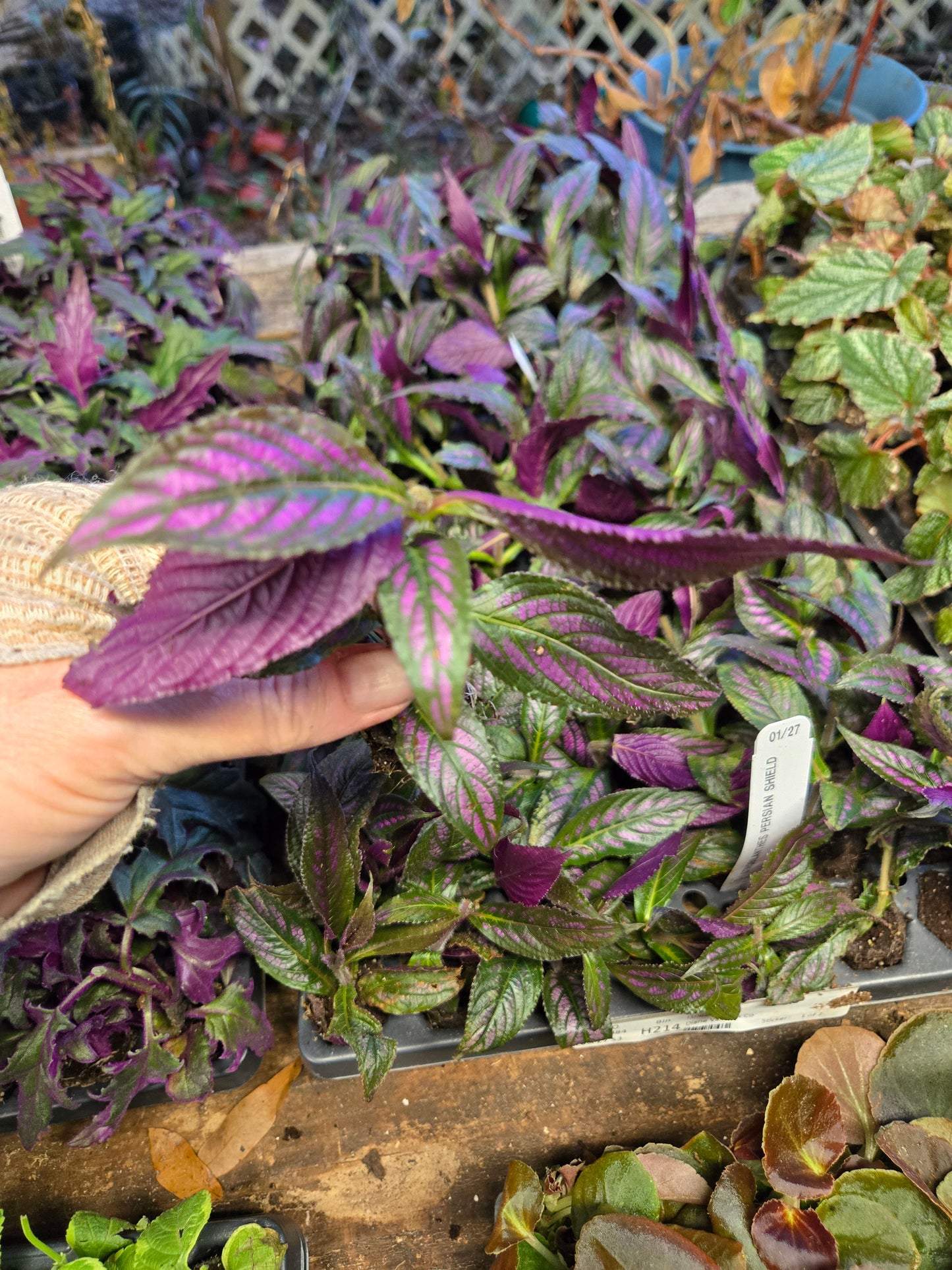 PERSIAN SHIELD Strobilanthes Dyerianus Starter Plant