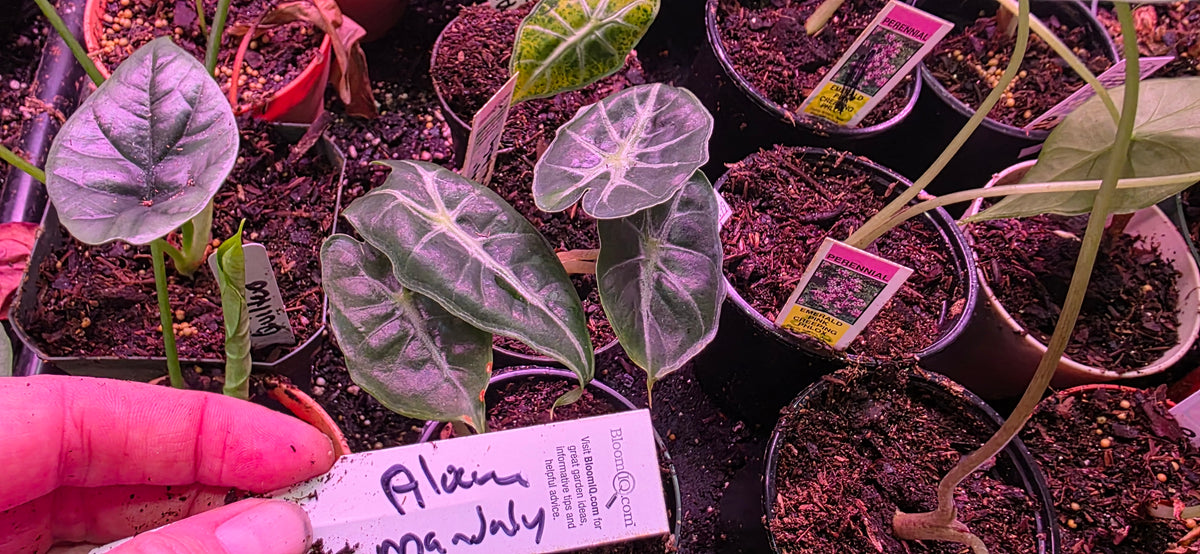 Alocasia Mandalay