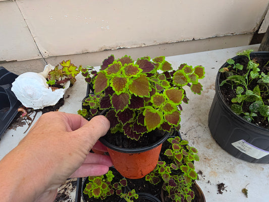 Dwarf leaf Coleus "GREAT FALLS NIAGARA"