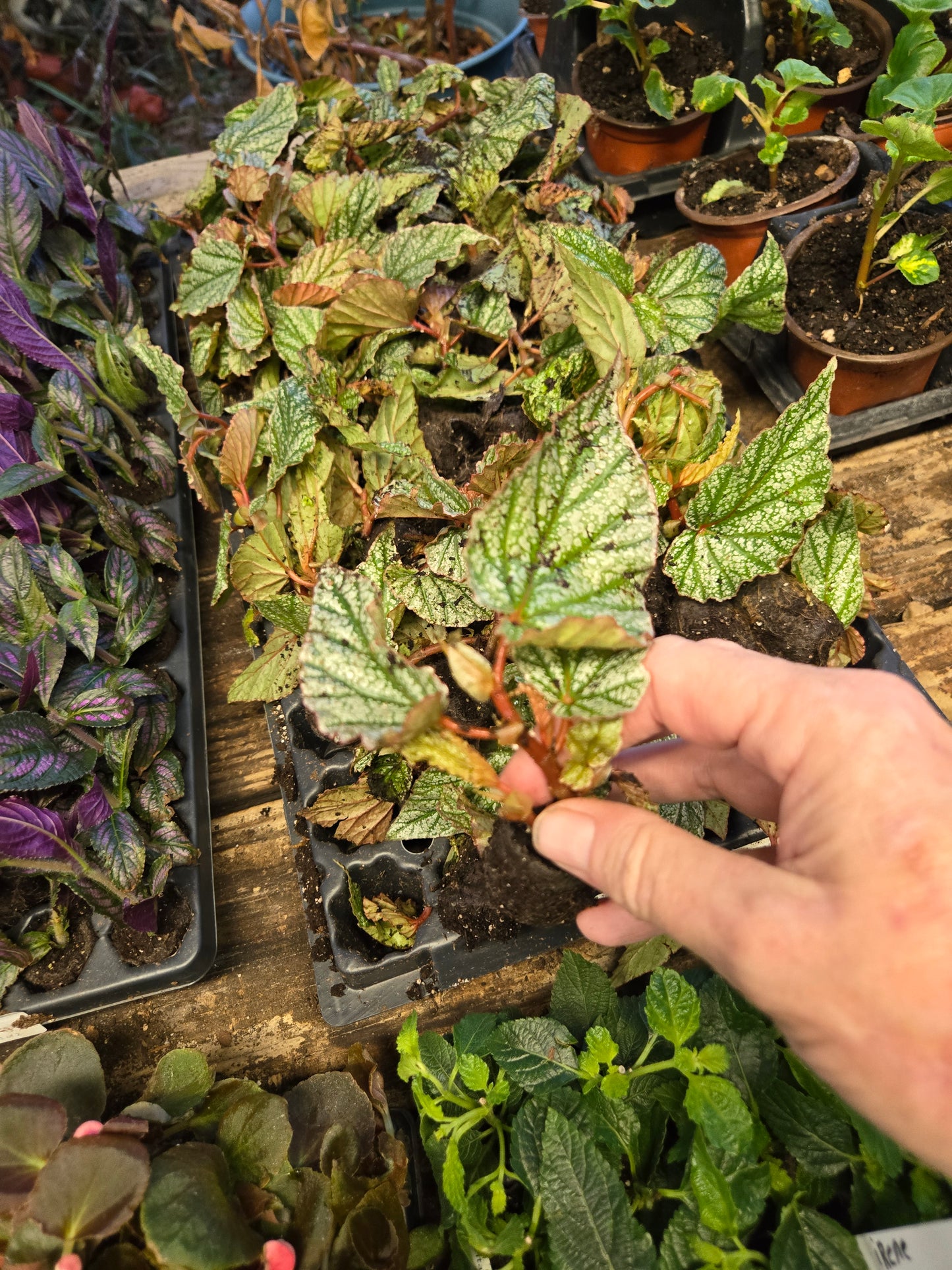 1 Live   Angel Wing/cane Begonia SNOW CAPPED Rooted