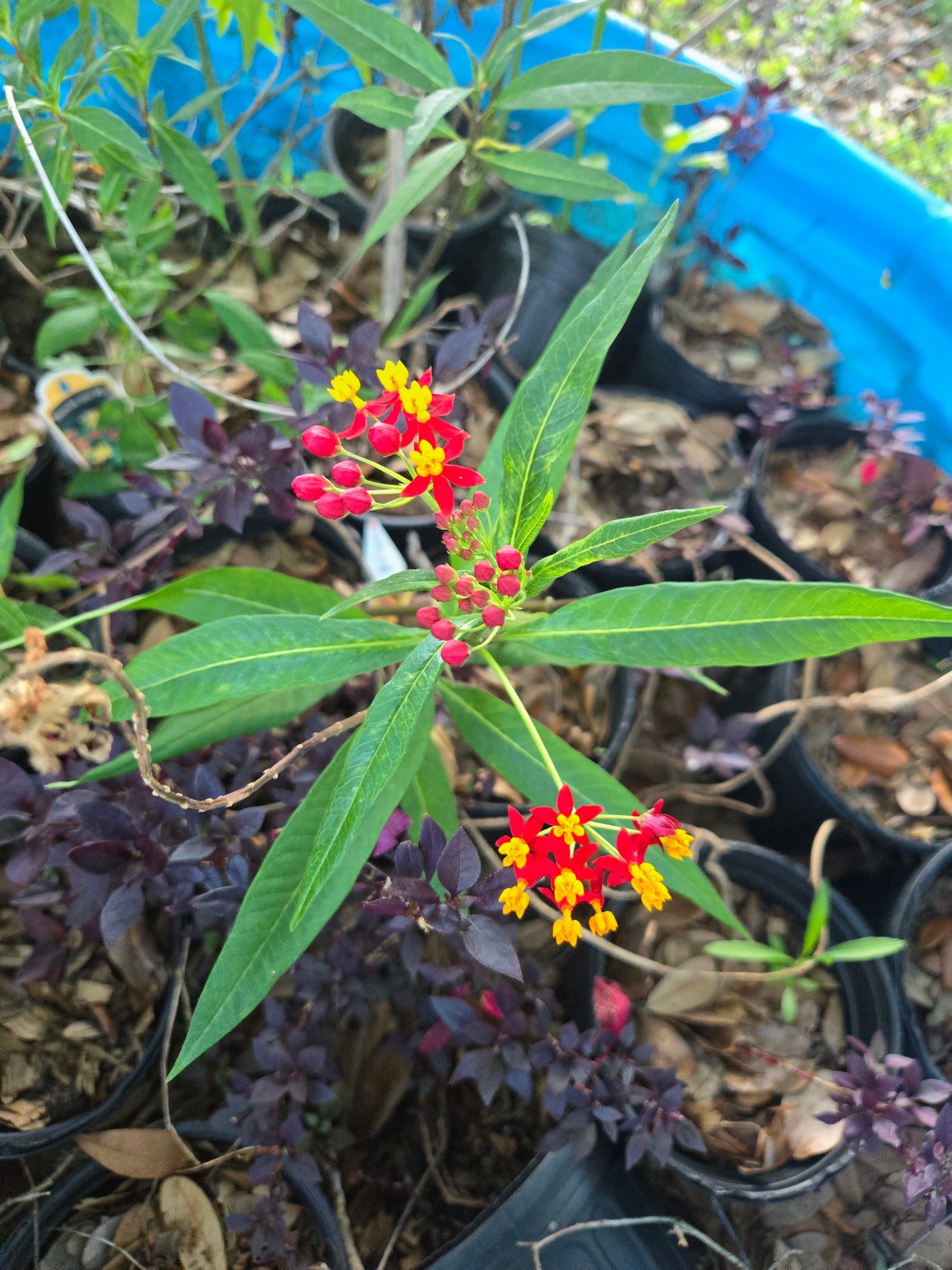 5 LOT of  Outside Assorted Plants