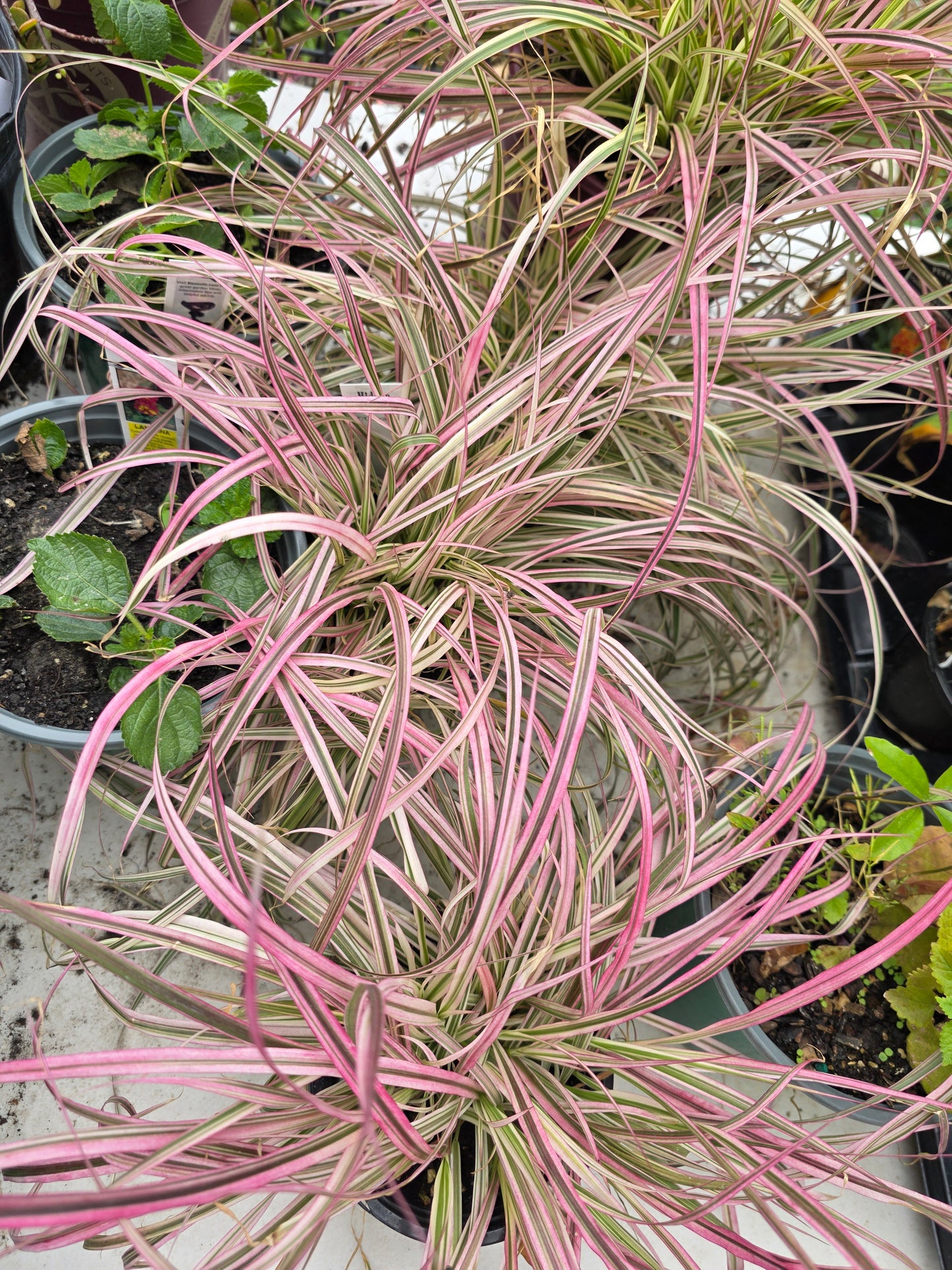 Fountain Grass 'CHERRY SPARKLER '