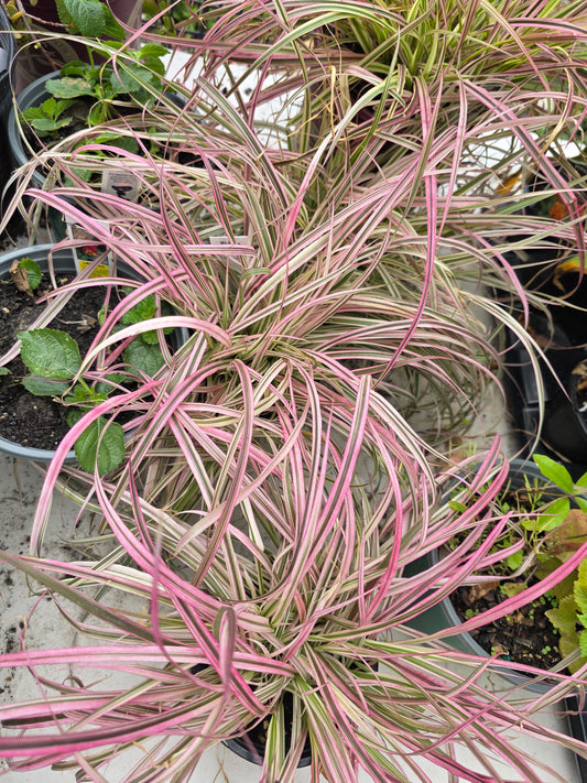 Fountain Grass 'CHERRY SPARKLER '