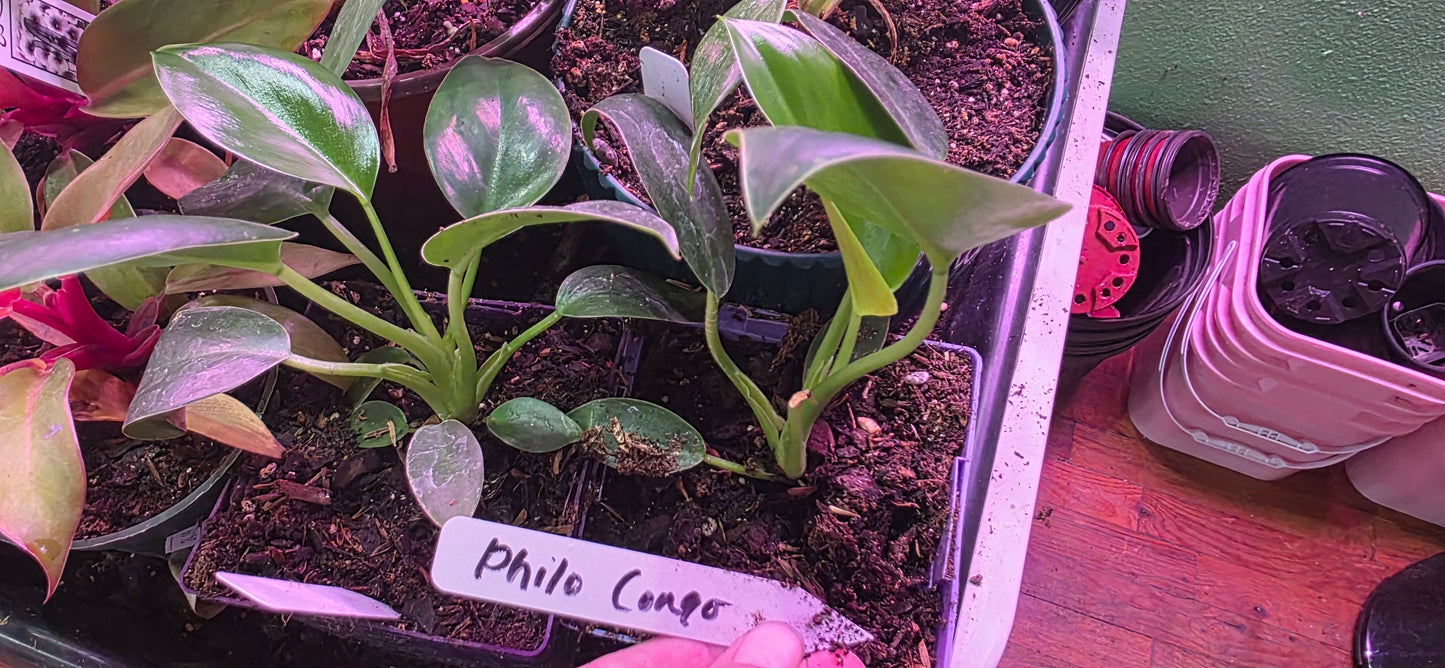 Philodendron Congo: