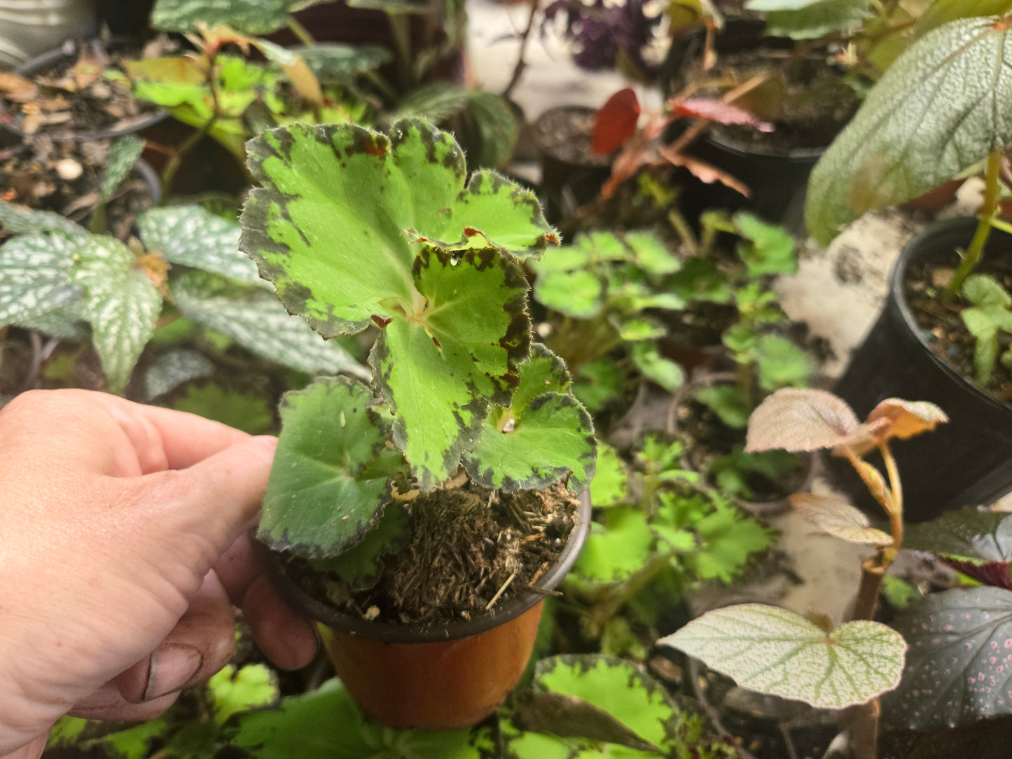 5 LOT of  BEGONIAS