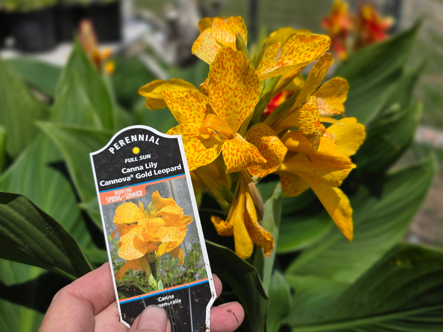 CANNOVA GOLD LEOPARD'Canna live plant