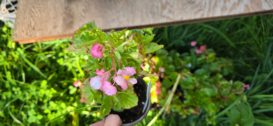 Small Begonia variegated leaves'PINK CHARM' wax begonia
