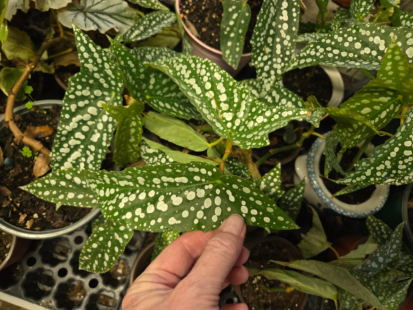 LARGE 6in WITH POT Live Begonia MY SPECIAL Rooted Plant  Angel Wing Cane Polka Dot Spotted