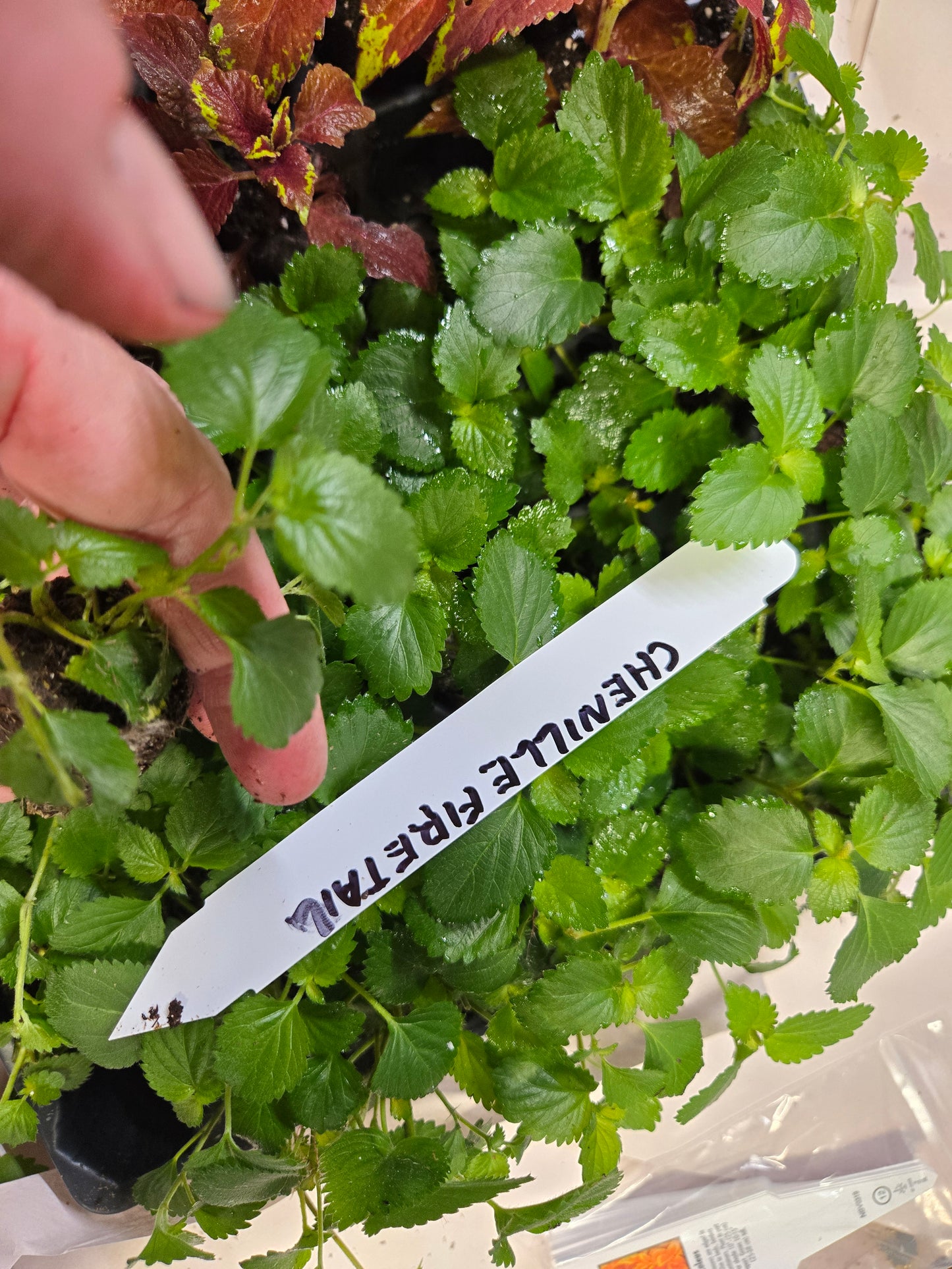 Coleus "CRACKLIN ROSE" live plant