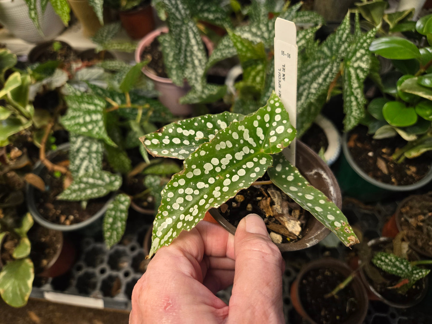 LARGE 6in WITH POT Live Begonia MY SPECIAL Rooted Plant  Angel Wing Cane Polka Dot Spotted