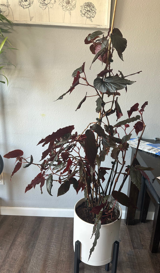 1 Live   Angel Wing/cane Lynda Dawn Begonia Rooted