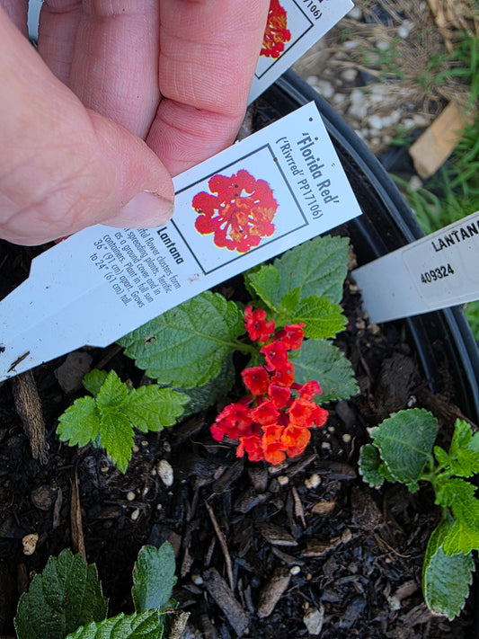 Lantana 'FLORIDA RED"  Live Rooted Starter  Plant Stunning Red Color