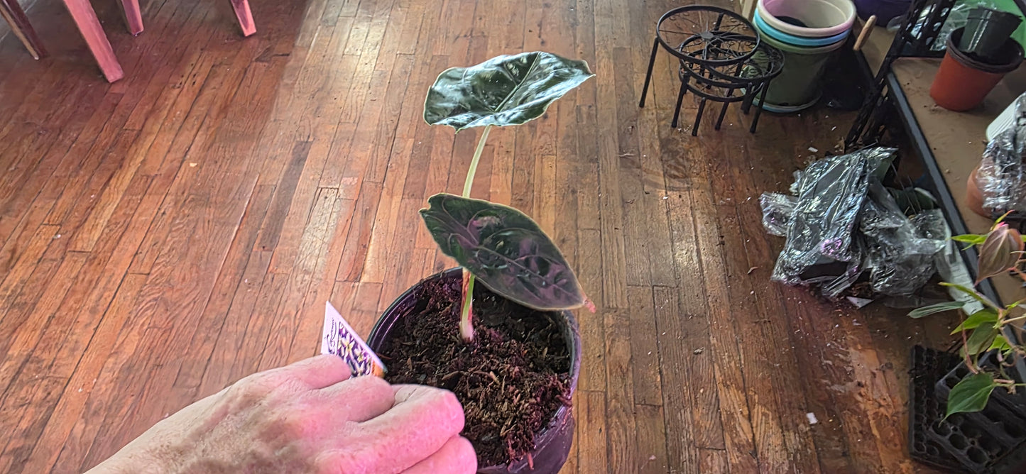 Alocasia Azlanii: