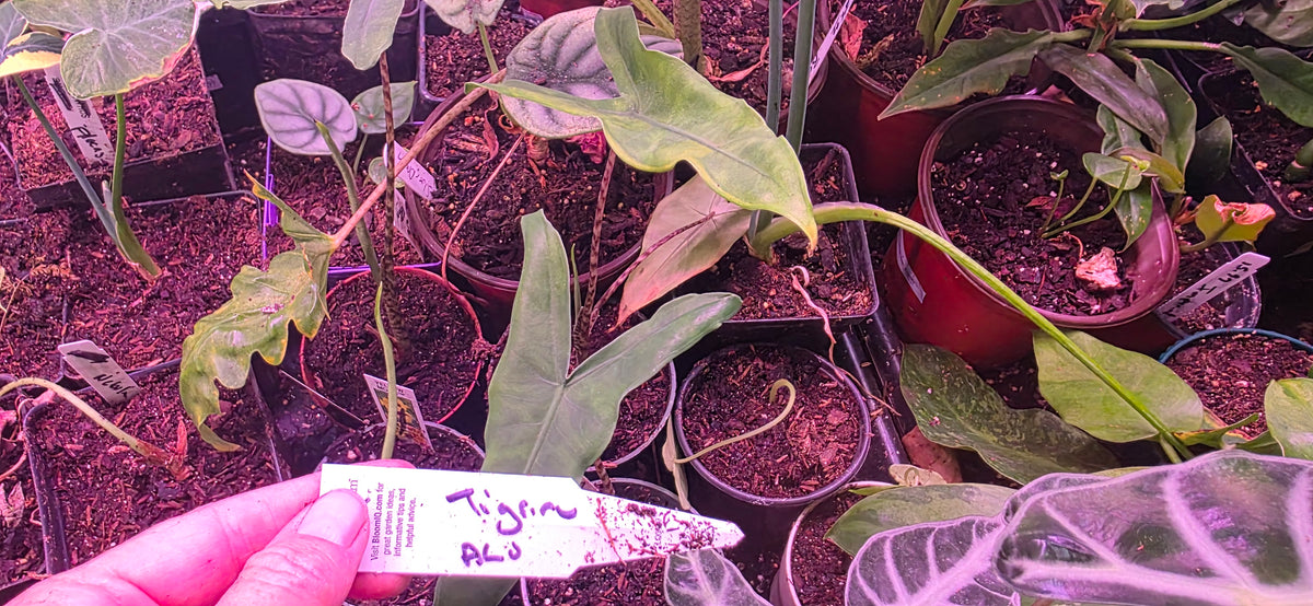 Alocasia Tigrina.