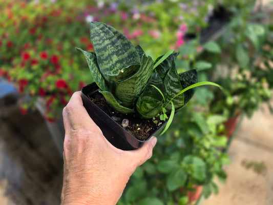 Birds Nest Snake Plant