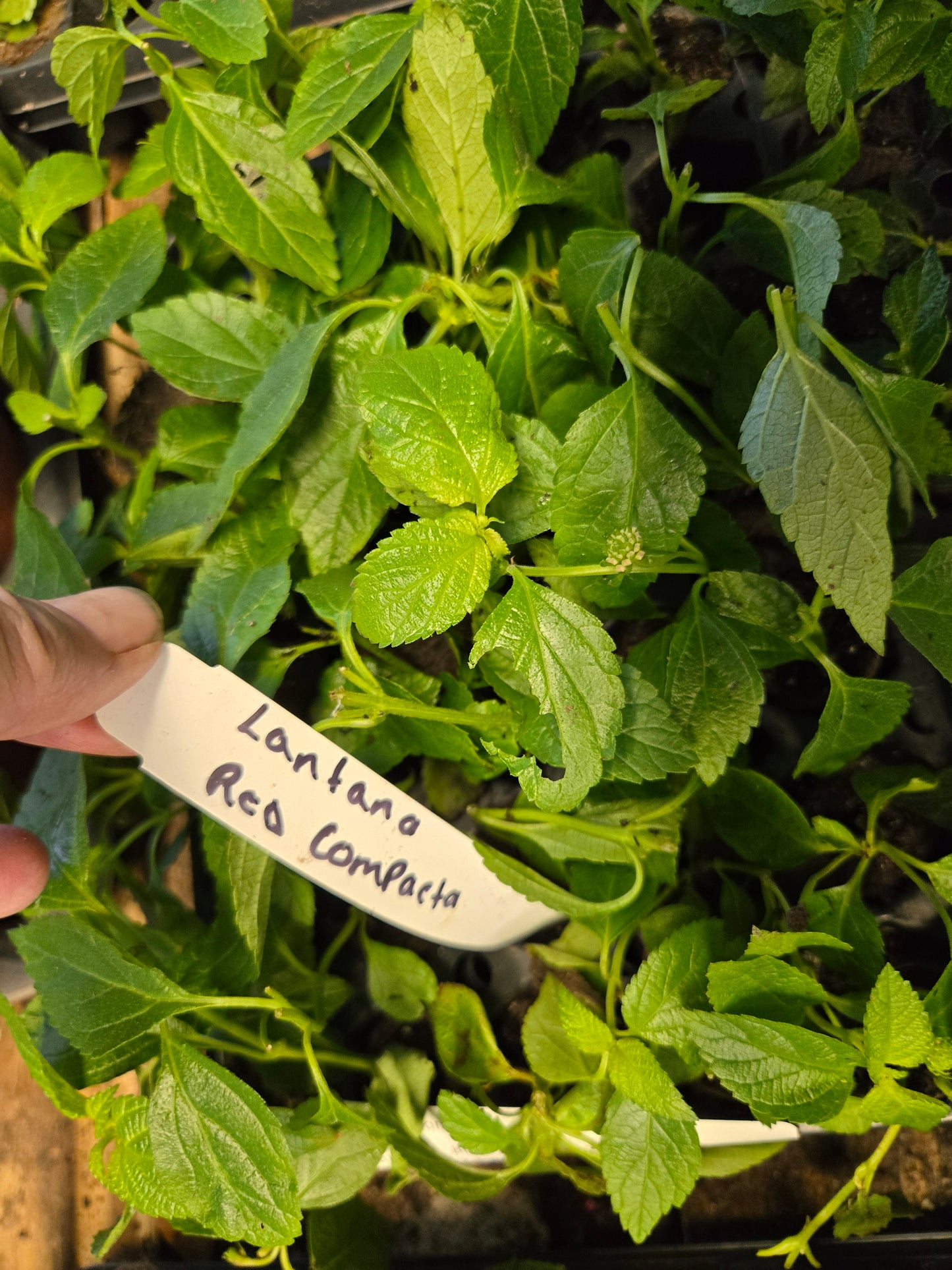 Lantana " RED COMPACTA" Live Rooted Starter  Plant