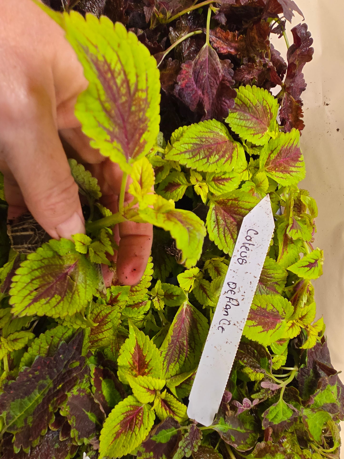 Coleus "PAT MARTIN" live plant