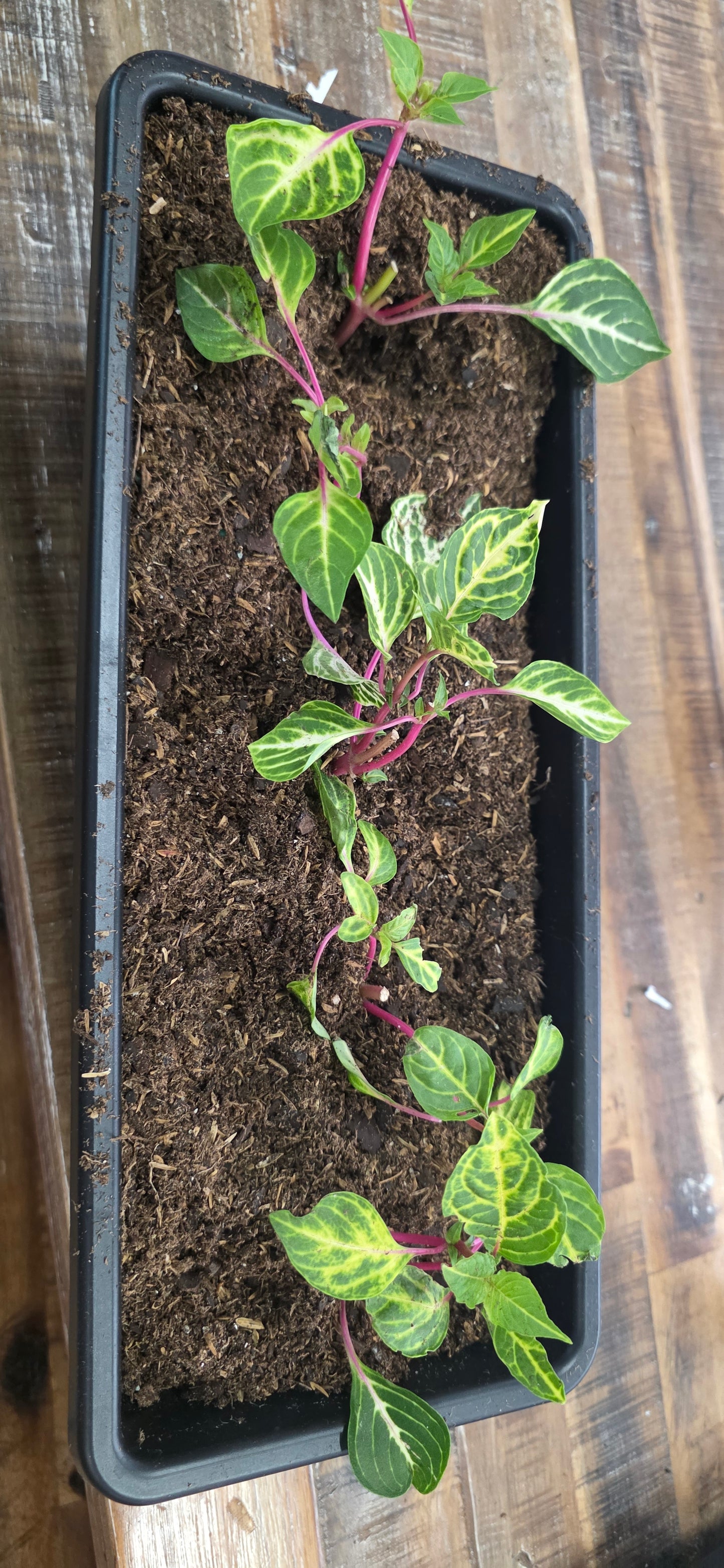 Lysine Chicken Gizzard Yellow Rooted Starter Plant