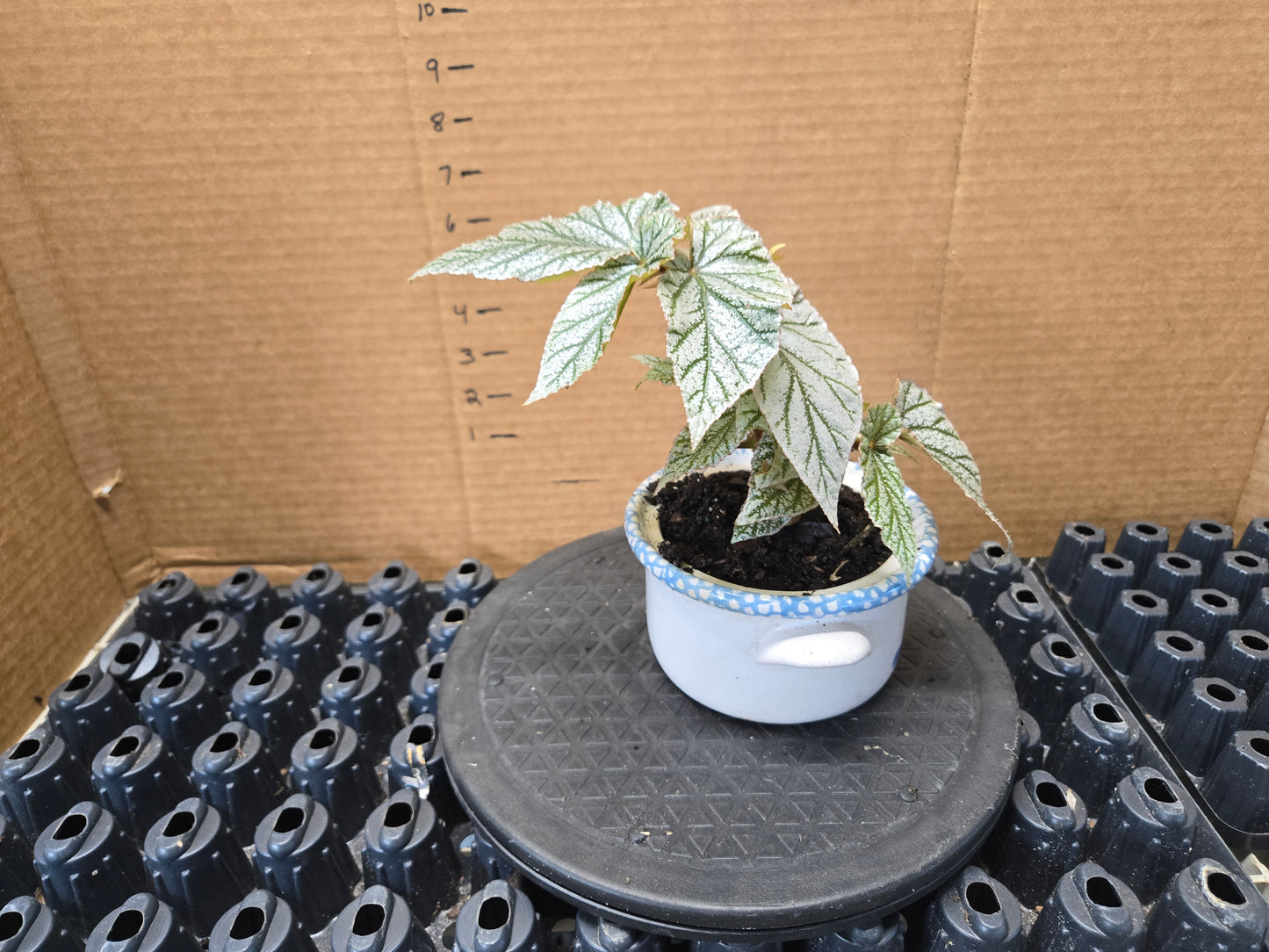 PREMIUM WITH LOVELY POT Begonia SNOW CAPPED Rooted Plant Angel Wing Cane