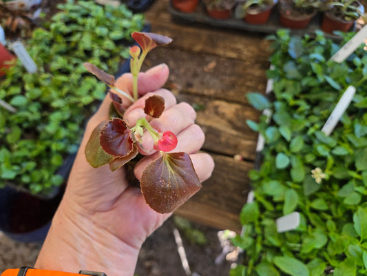 10 Small Begonia 'BADDA BADDA BOOM ROSE' wax begonias