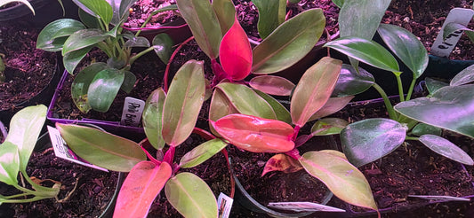 Philodendron Prince of Orange .