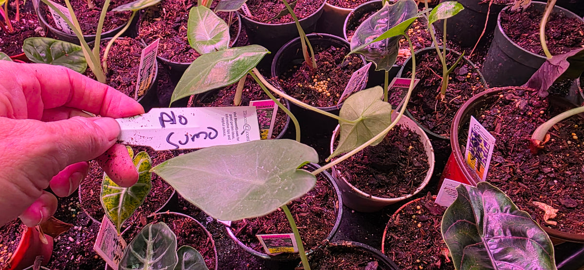 Alocasia Sumo starter