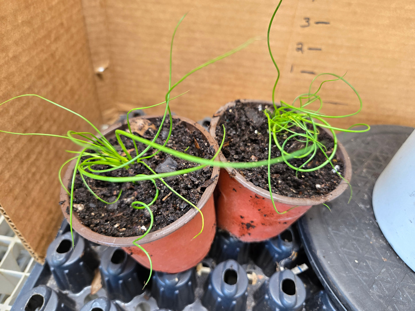 Live Starter/plug Rooted  CORKSCREW RUSH Juncus Effusus Spiralis