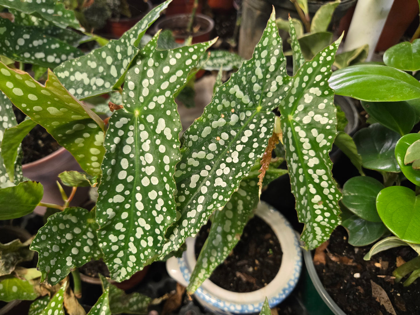 LARGE 6in WITH POT Live Begonia MY SPECIAL Rooted Plant  Angel Wing Cane Polka Dot Spotted