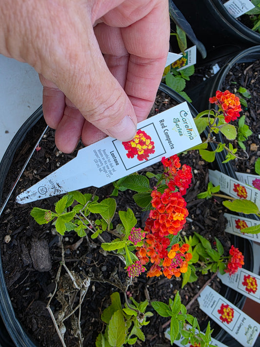 Lantana " RED COMPACTA" Live Rooted Starter  Plant