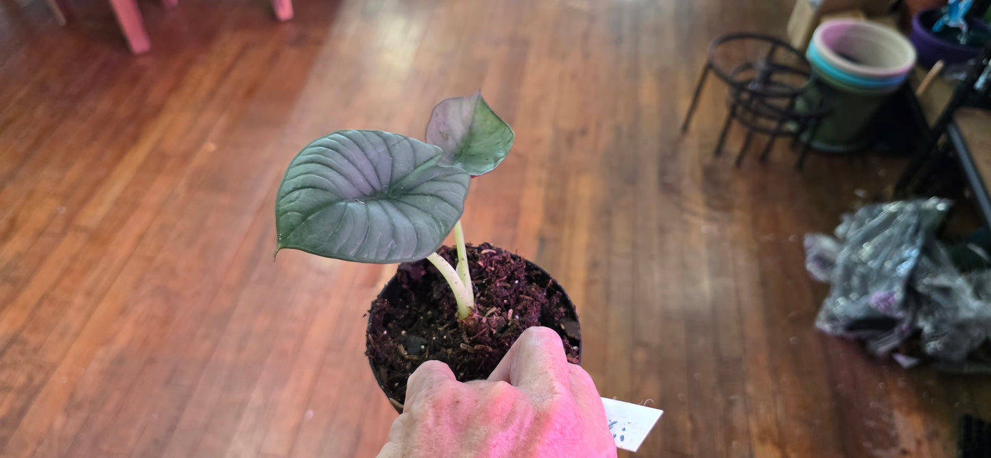 Alocasia Nebula Imperialis