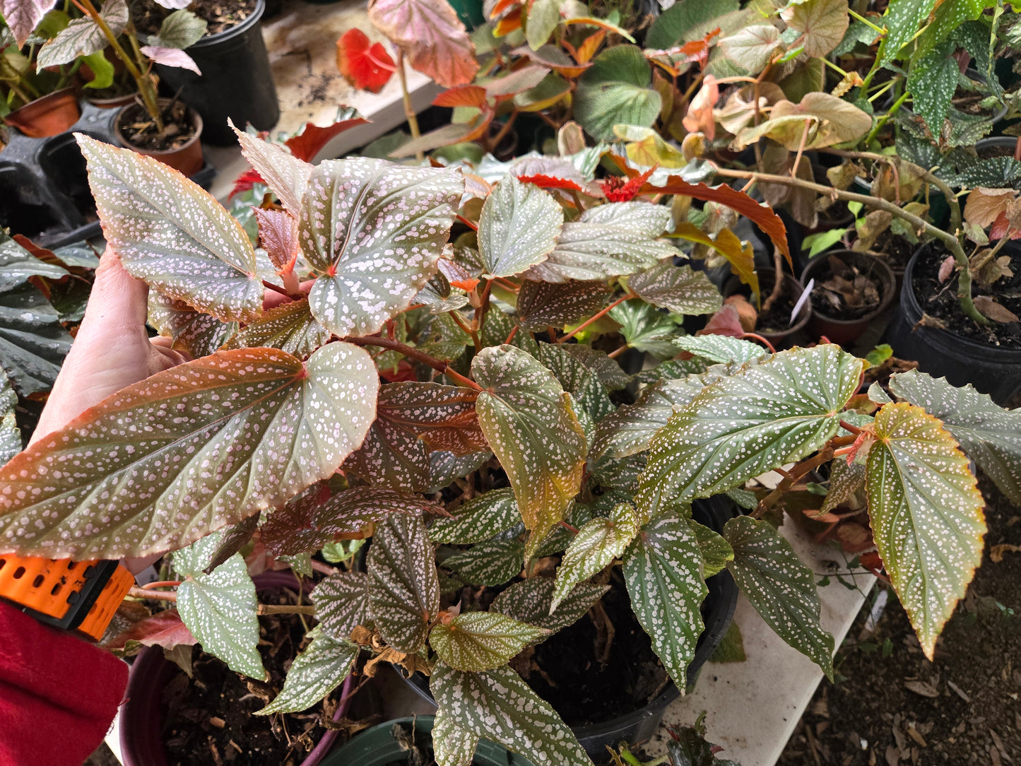 Small Begonia 'PINK SPOT MACULATA' polka dot begonia angel wing /cane