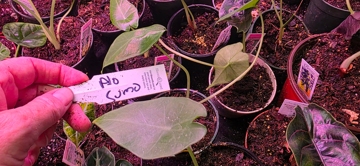 Alocasia Sumo starter