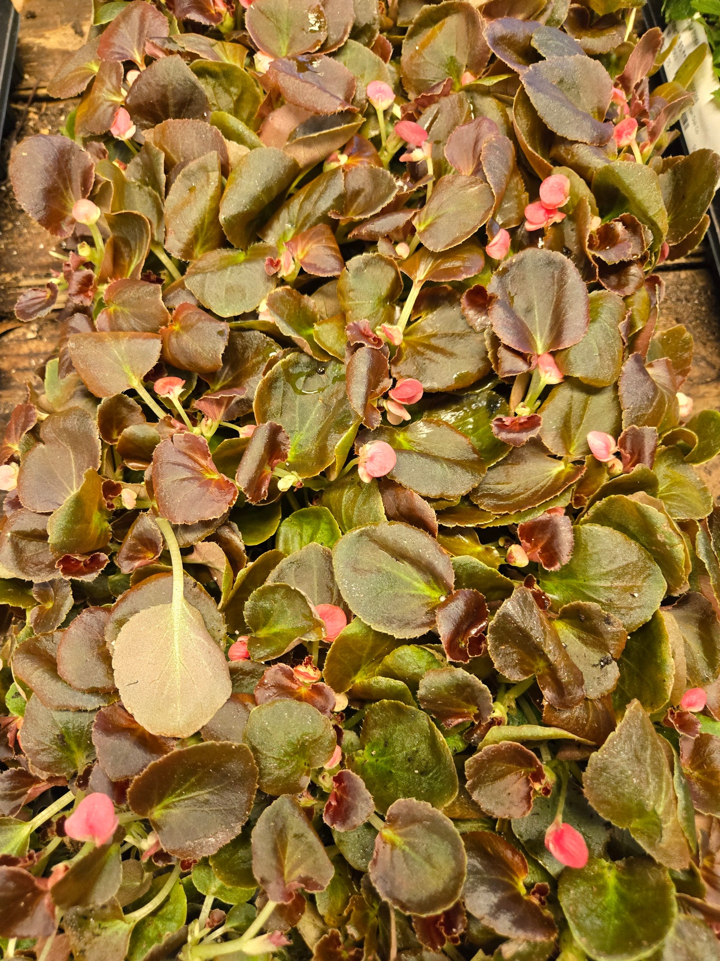 10 Small Begonia 'BADDA BADDA BOOM ROSE' wax begonias