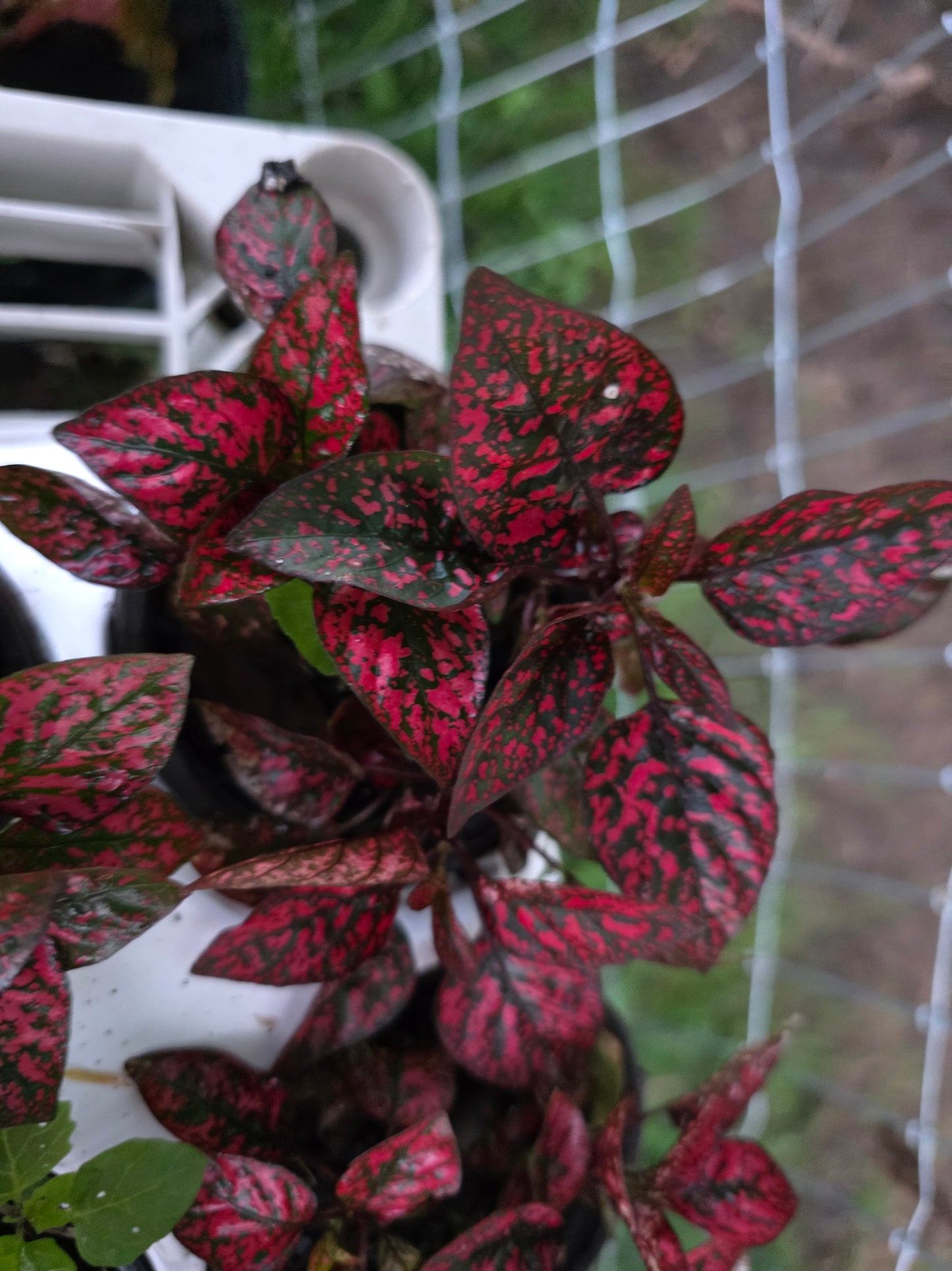 Polka Dot Plant "RED SPLASH SELECT "