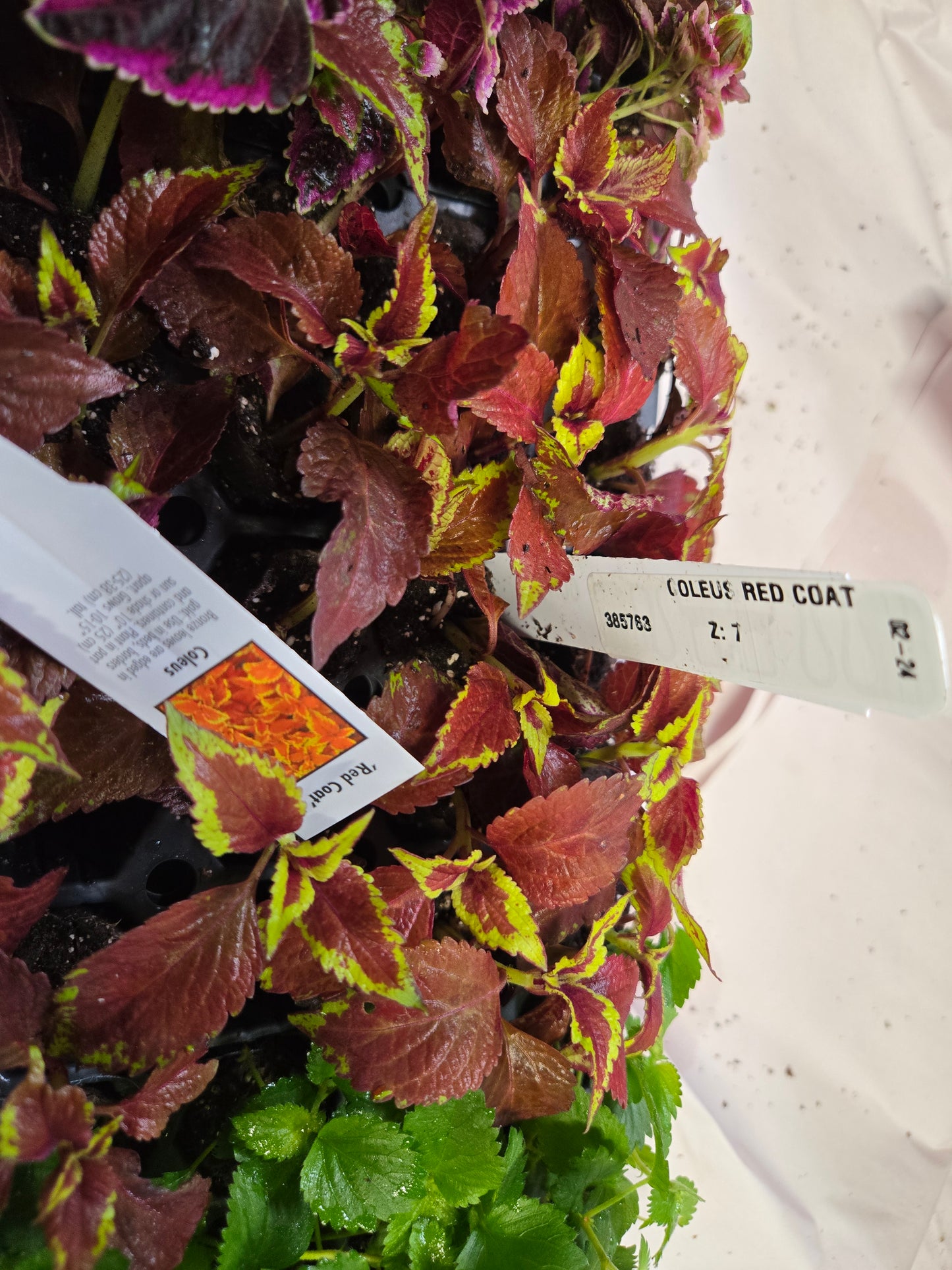 Coleus "HOT LAVA"