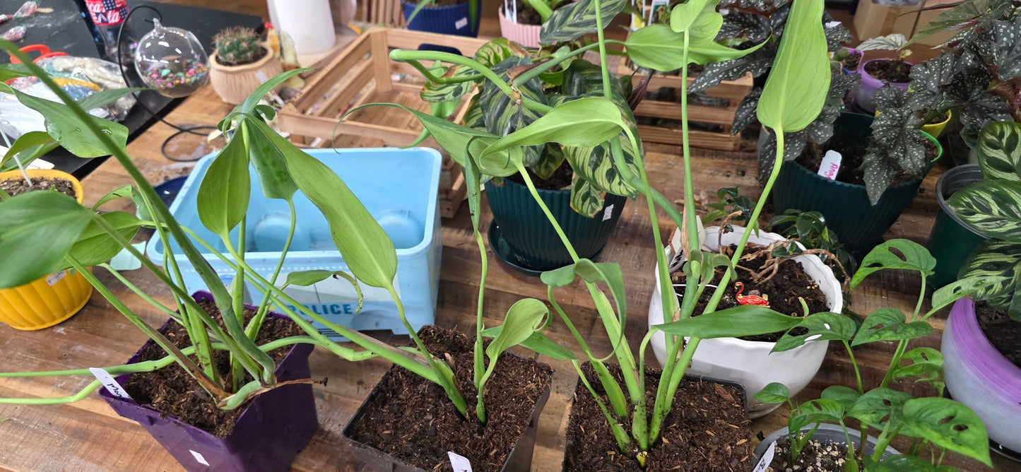 Monstera 'Burle Marx Flame'