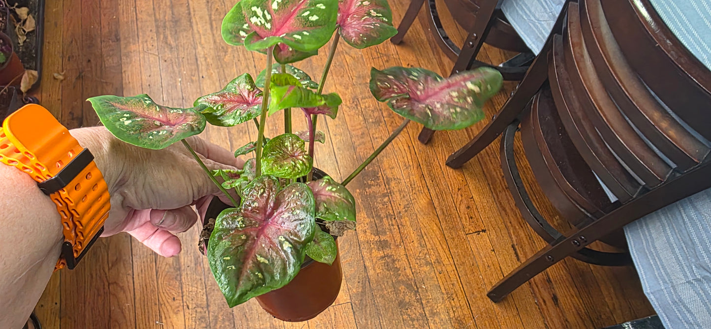Bi Color "Camilla"  Caladium